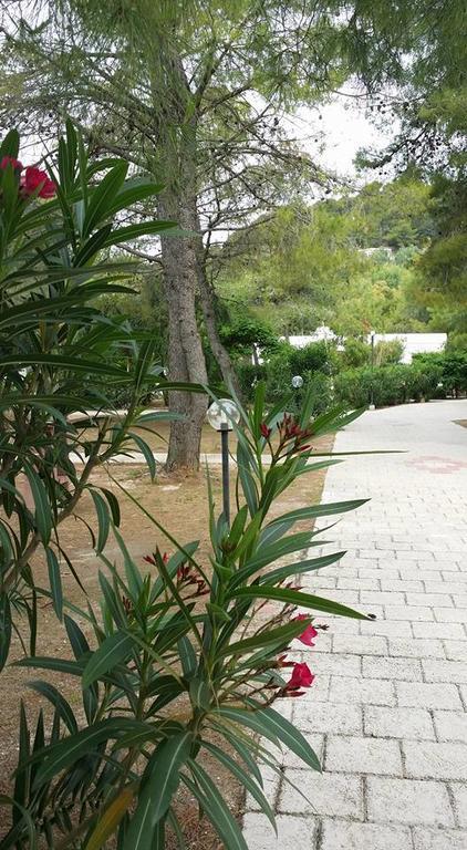 Villaggio Sabbiadoro 维耶斯泰 外观 照片